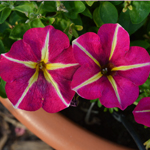 Petunia Crazytunia Pink Flamingo